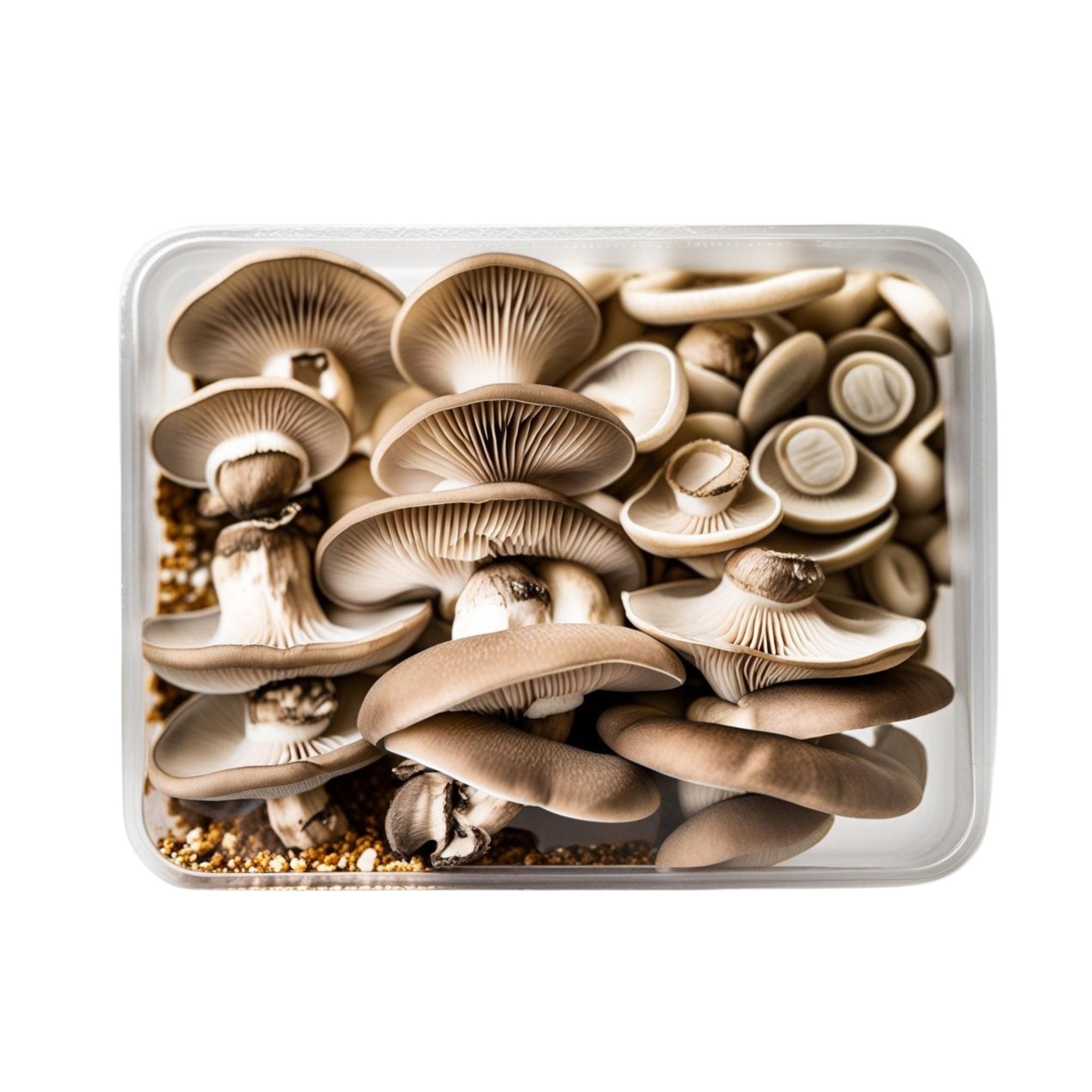 Everyday Pearl Oyster Mushrooms