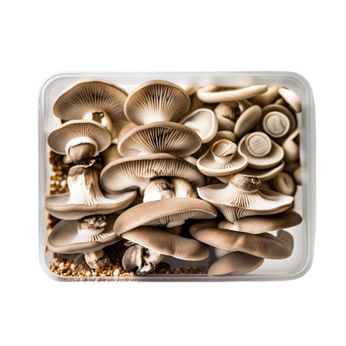 Everyday Pearl Oyster Mushrooms